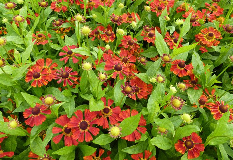 Превью изображения