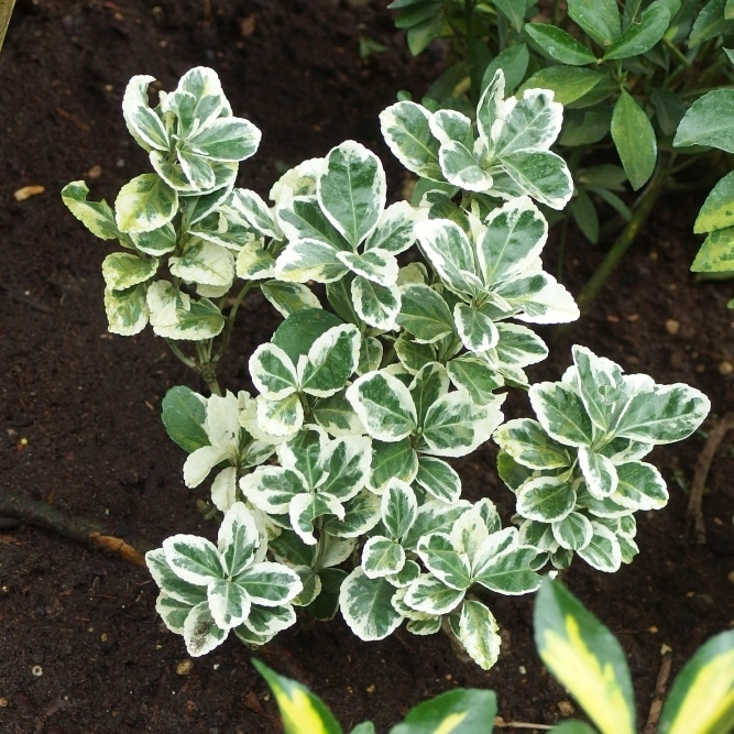 Превью изображения