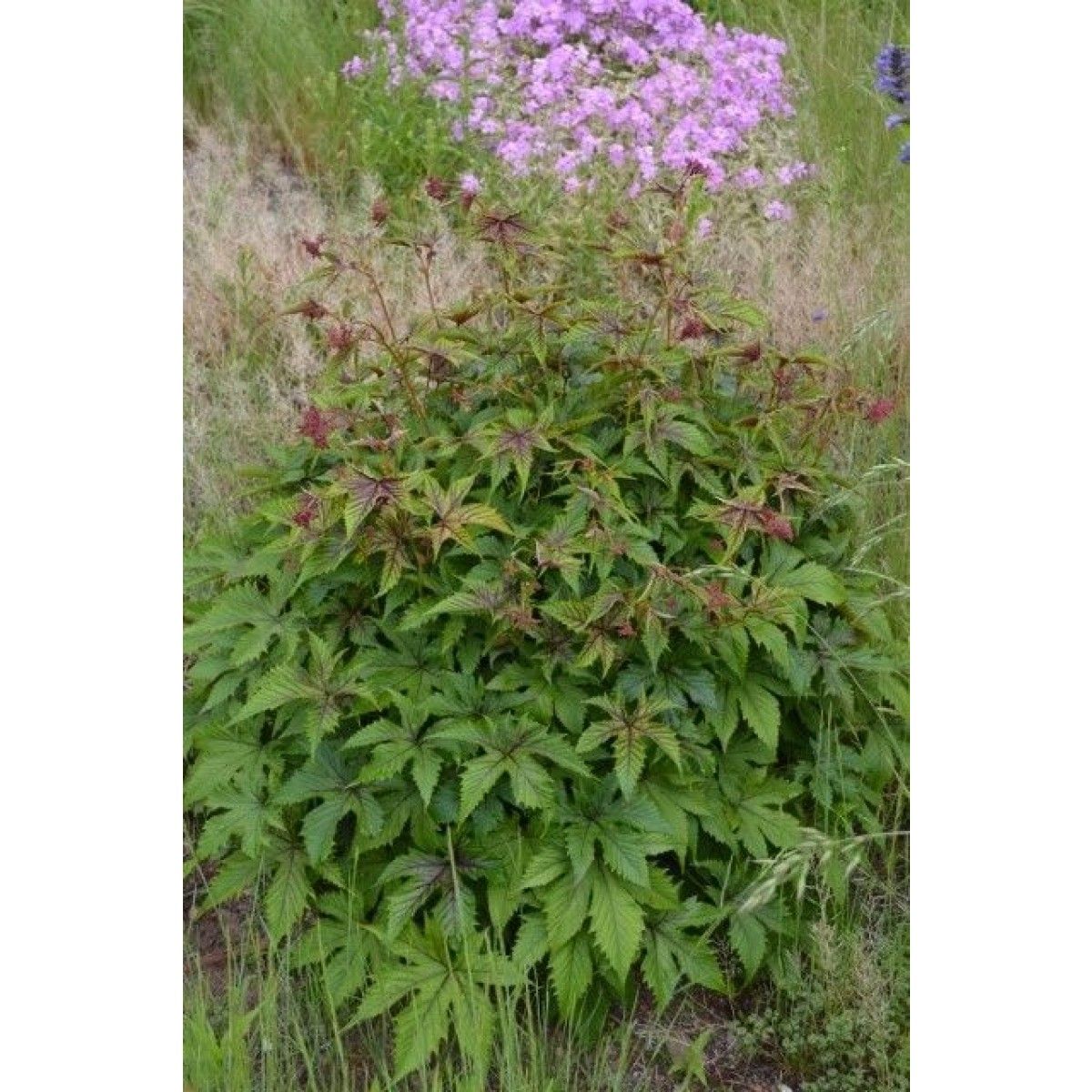 Превью изображения