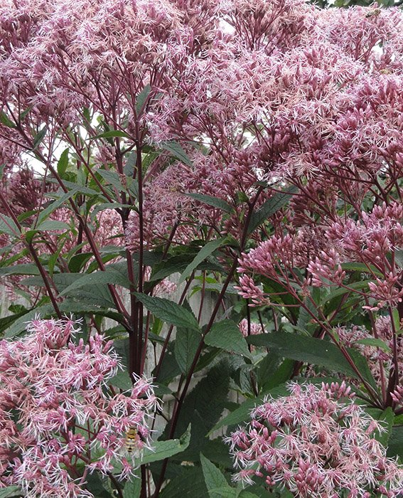 Превью изображения