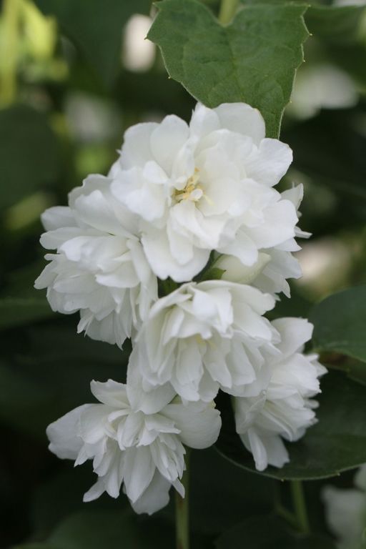 Превью изображения