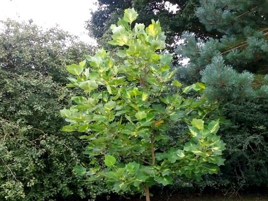 Превью изображения