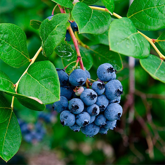 Превью изображения