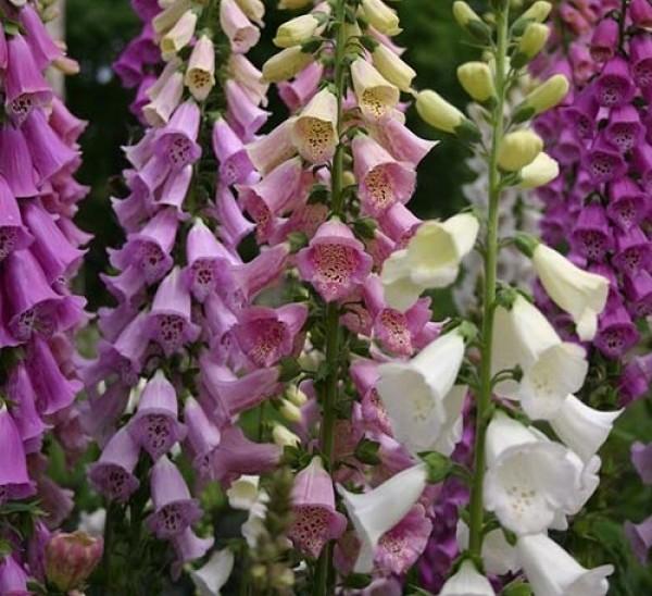 Превью изображения