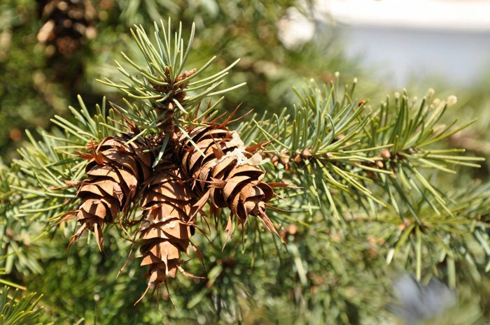 Превью изображения