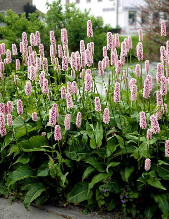 Превью изображения