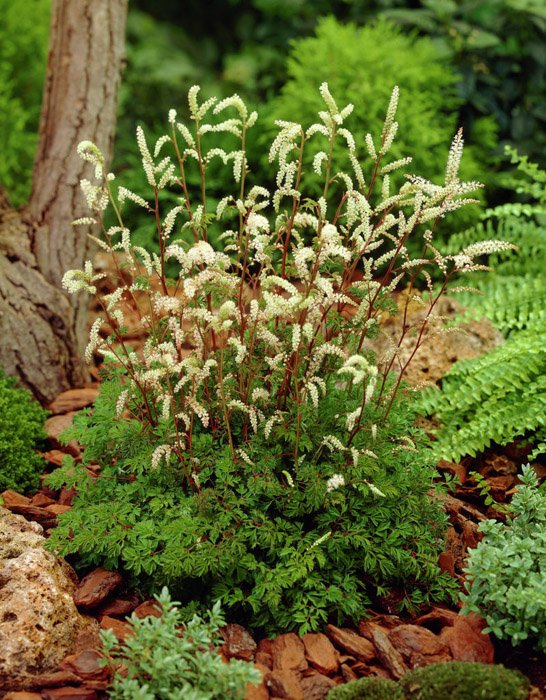 Превью изображения