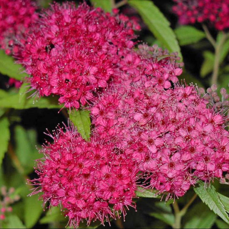 Превью изображения