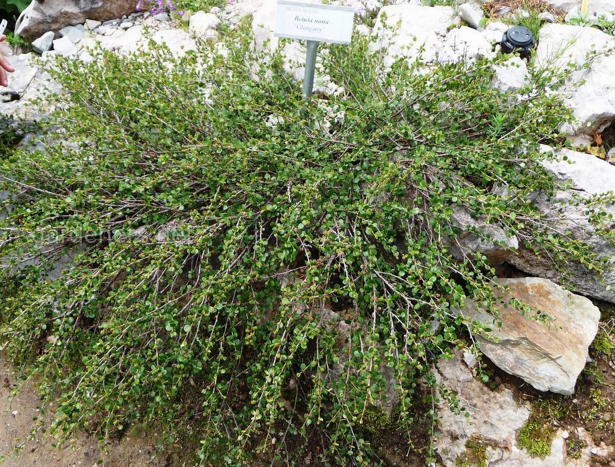 Превью изображения