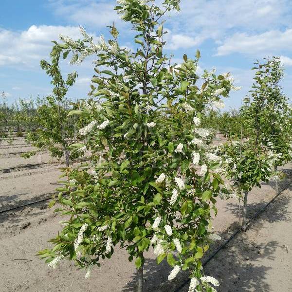 Превью изображения