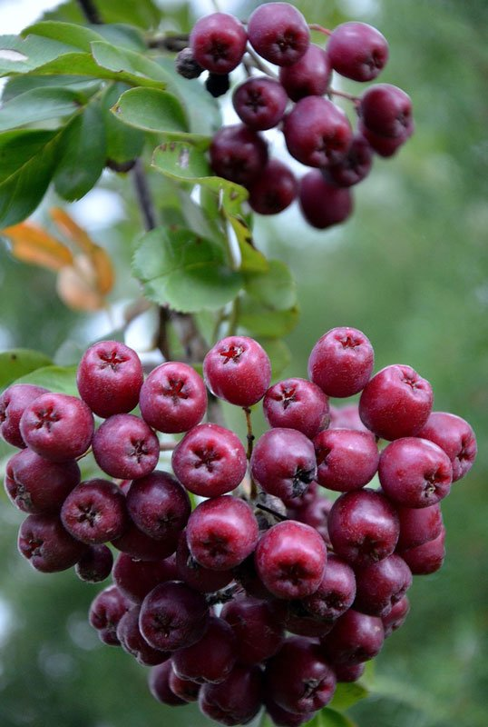 Превью изображения