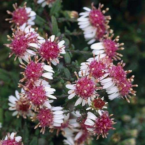 Превью изображения