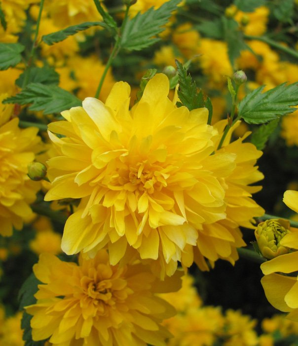 Превью изображения