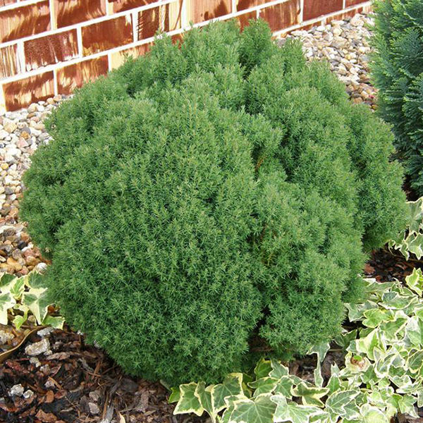 Превью изображения