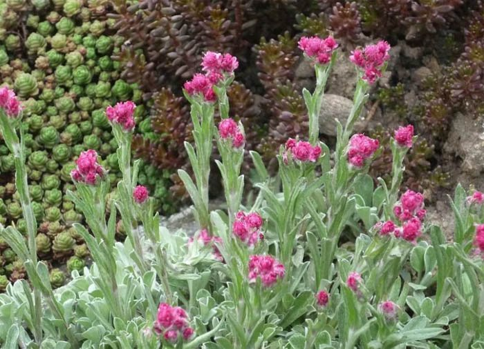 Превью изображения