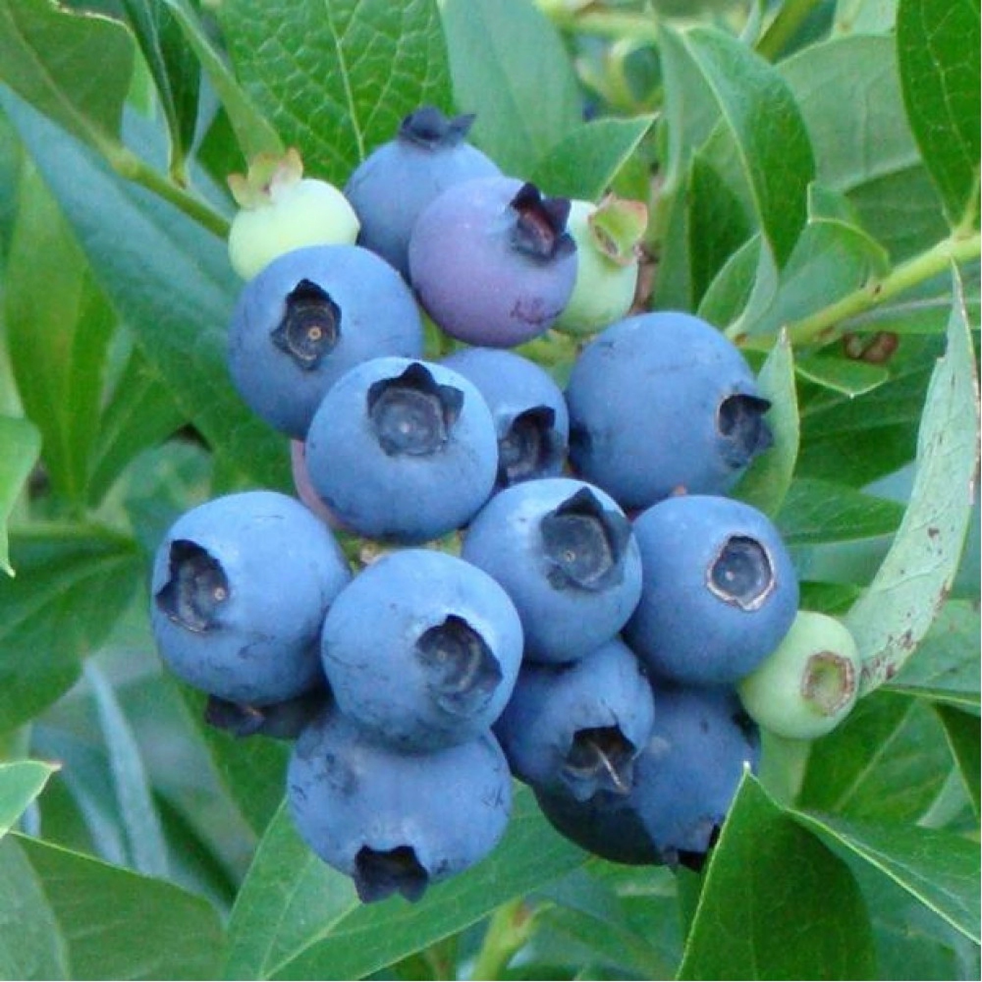 Превью изображения