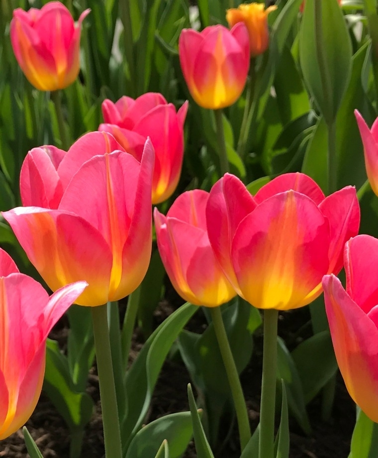 Превью изображения