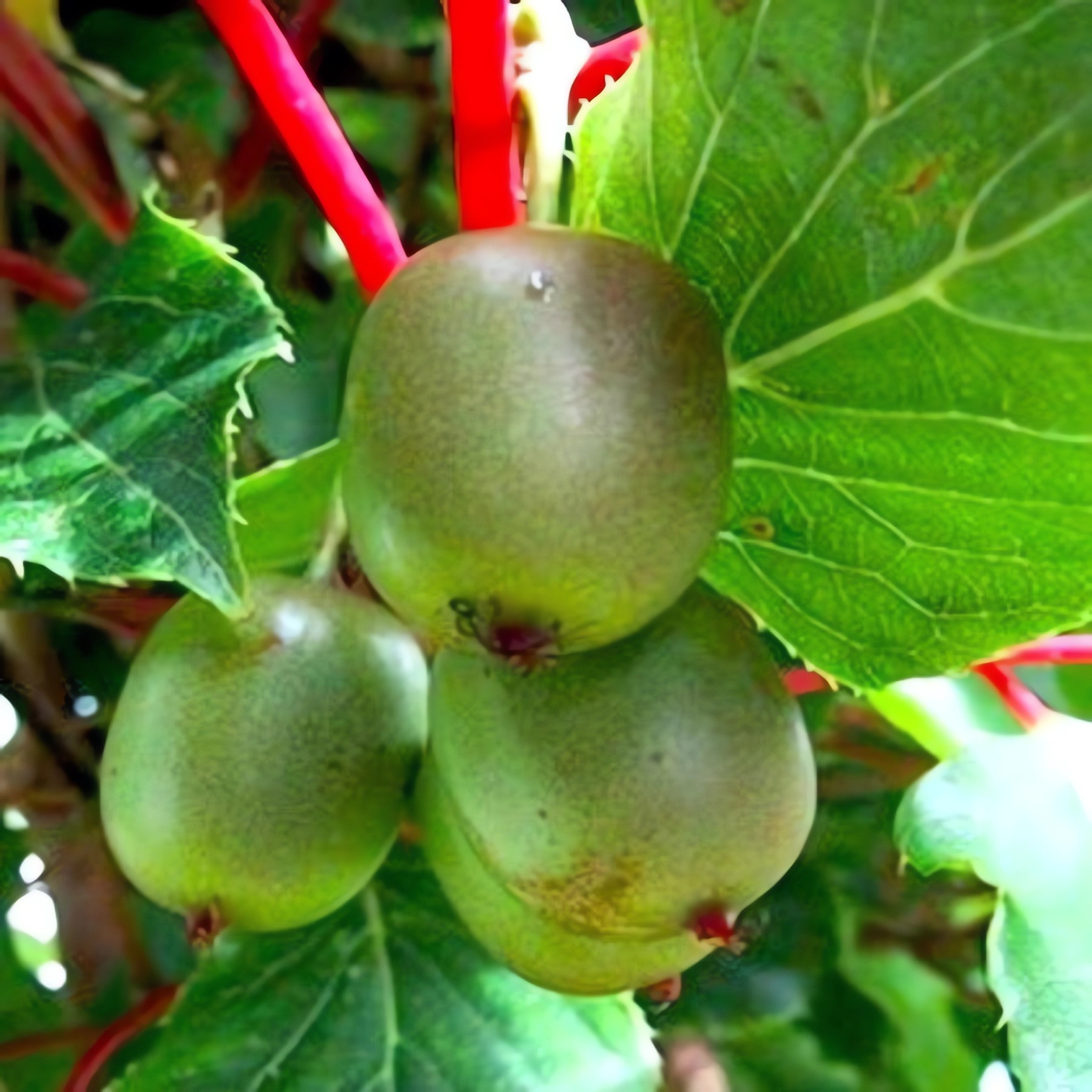 Превью изображения