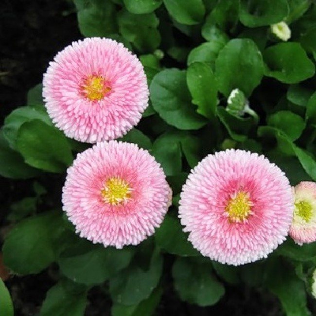 Превью изображения