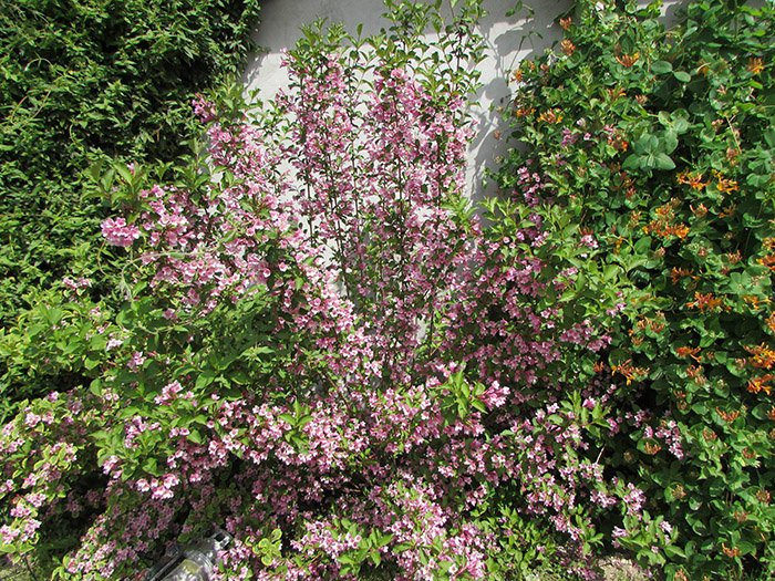 Превью изображения