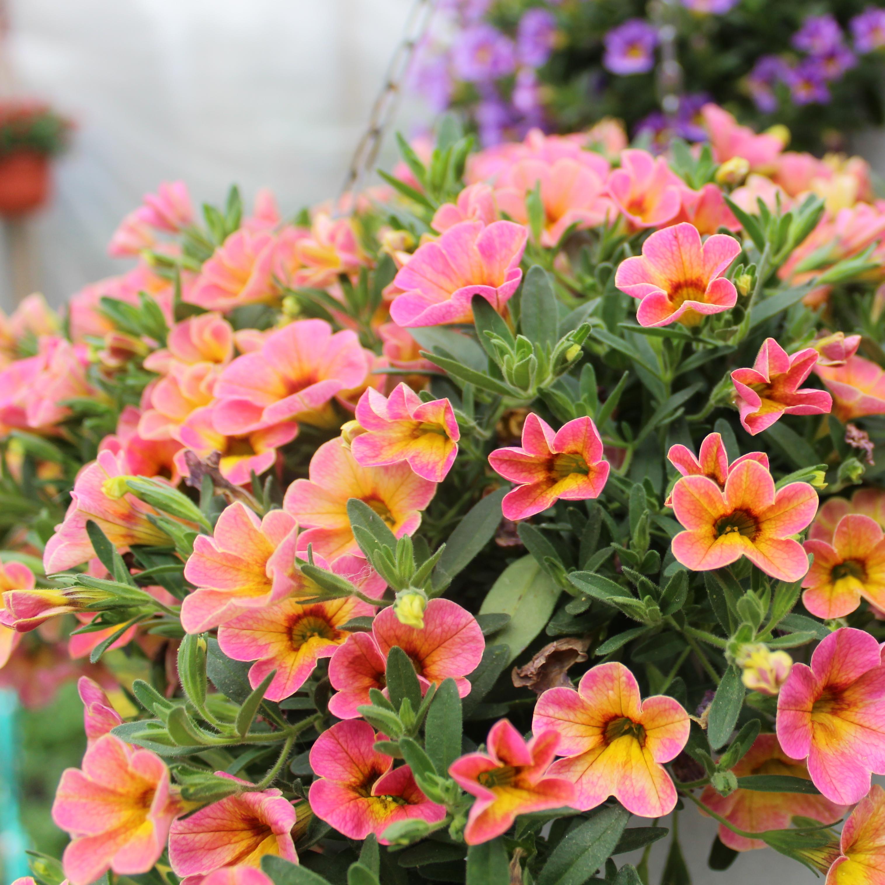 Превью изображения