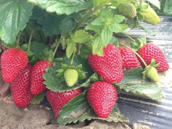 Превью изображения