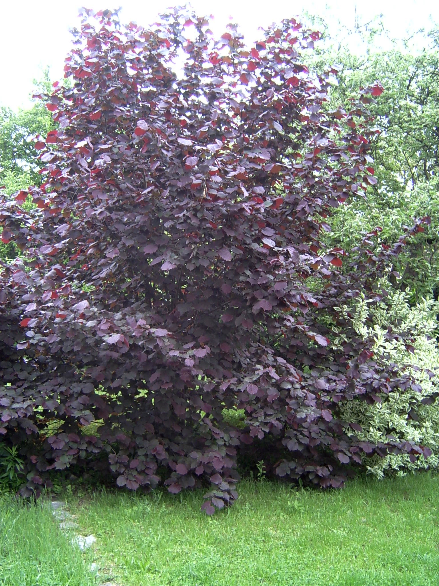 Превью изображения