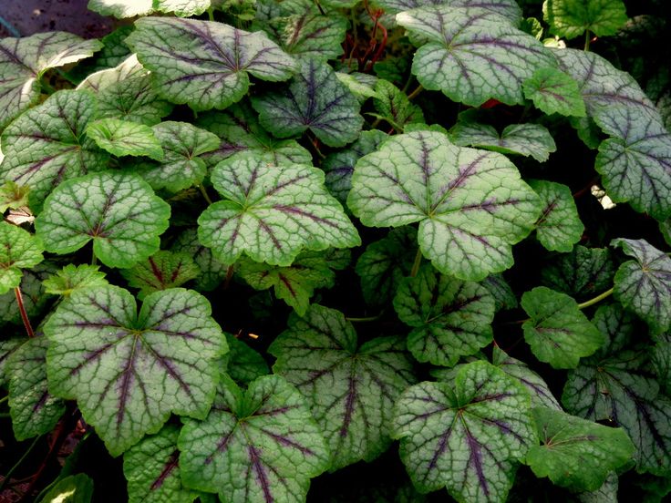 Превью изображения