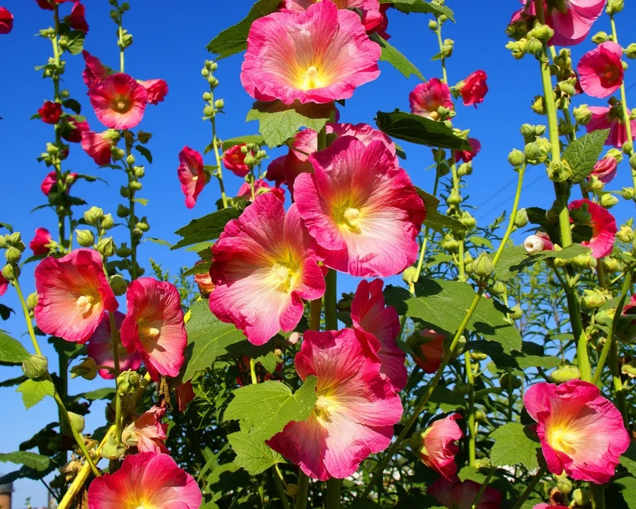 Превью изображения