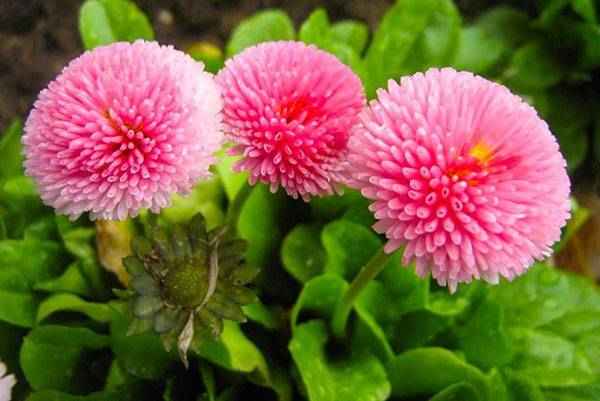 Превью изображения