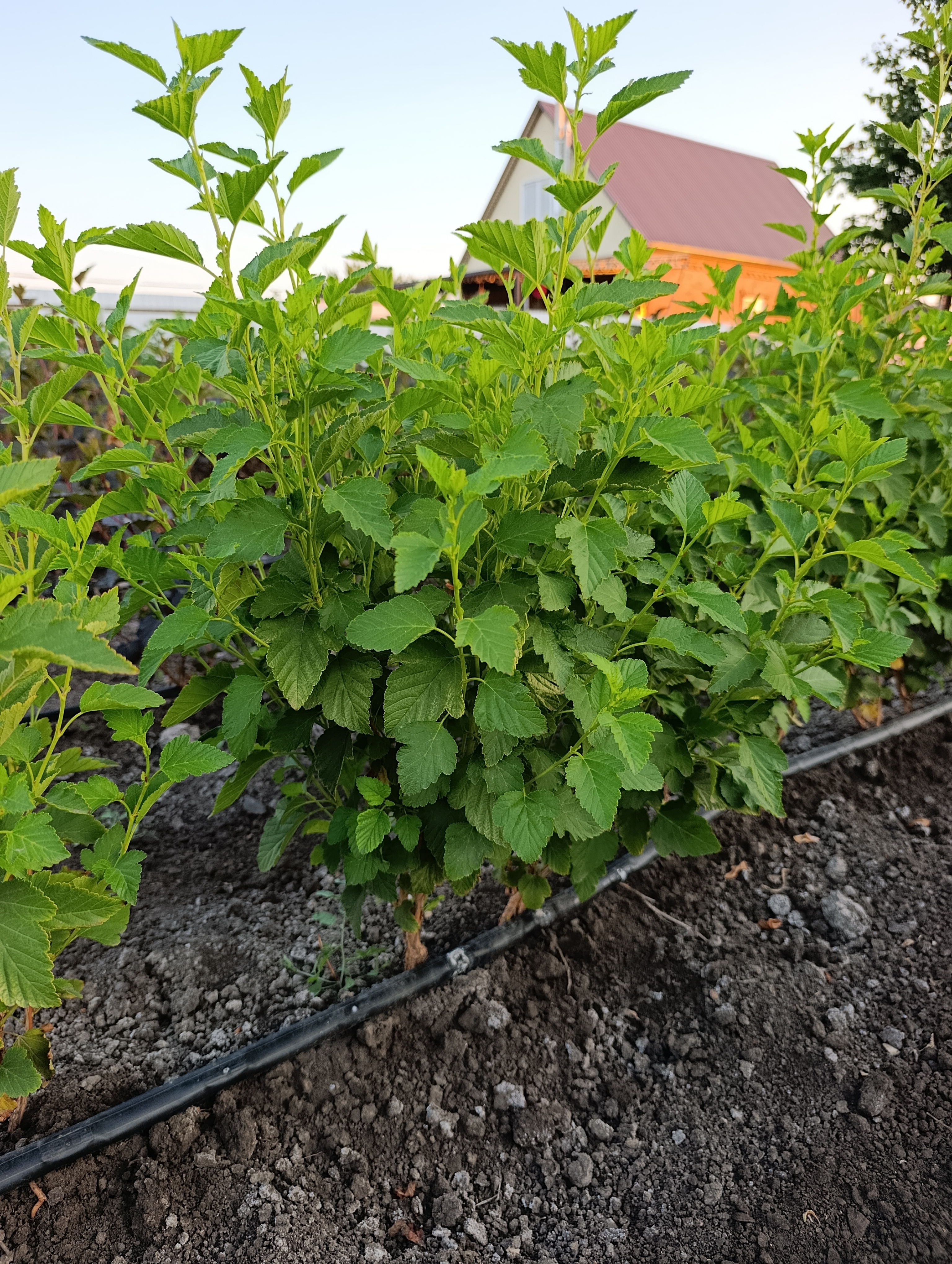 Превью изображения