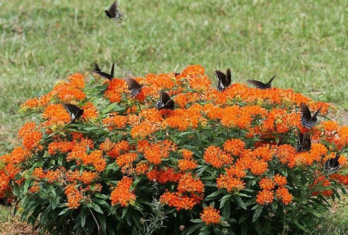 Превью изображения