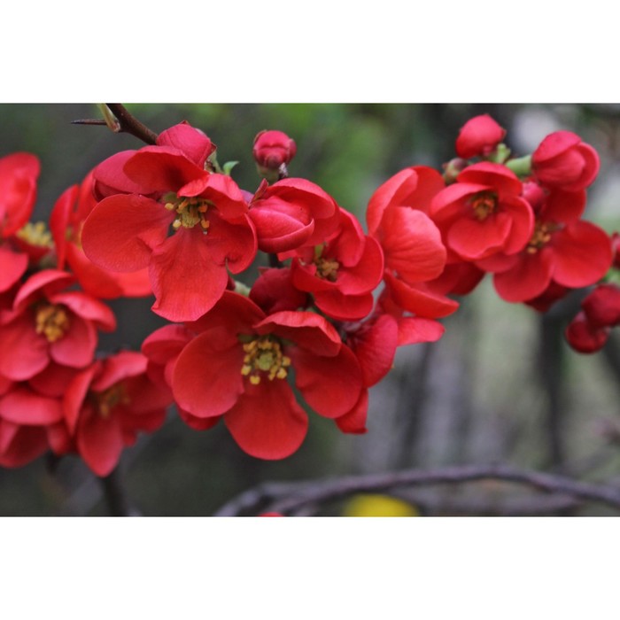 Превью изображения