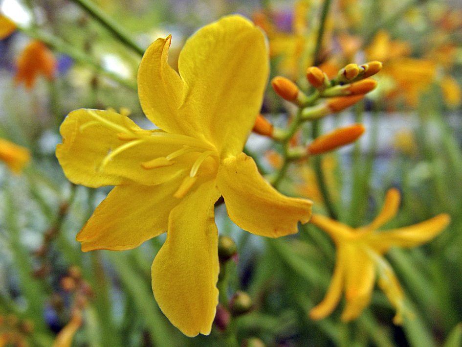 Превью изображения