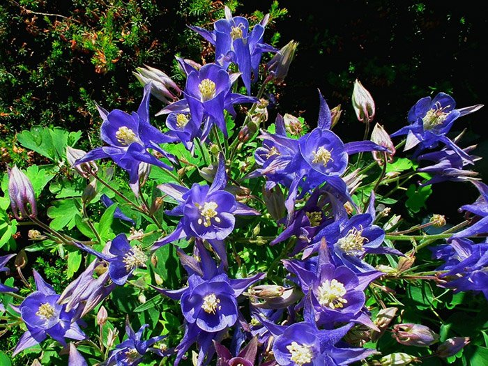 Превью изображения