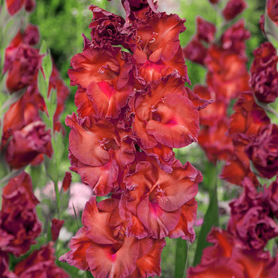 Превью изображения