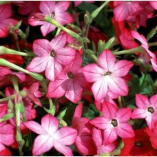 Превью изображения