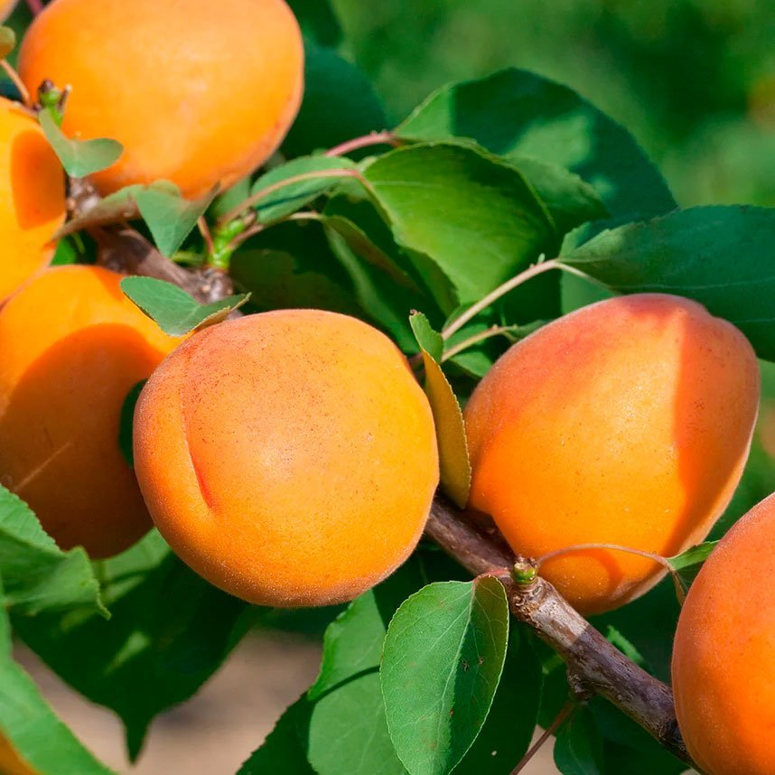 Превью изображения