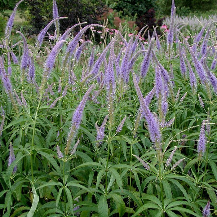 Превью изображения