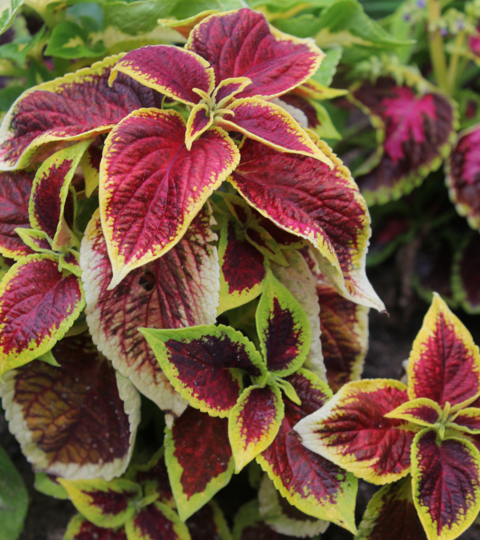 Превью изображения