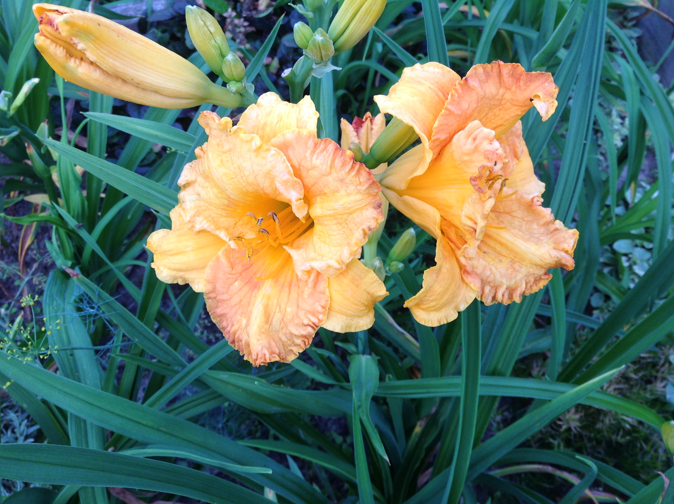 Превью изображения