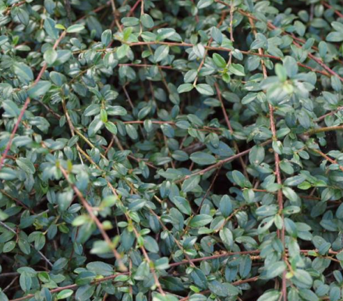 Превью изображения