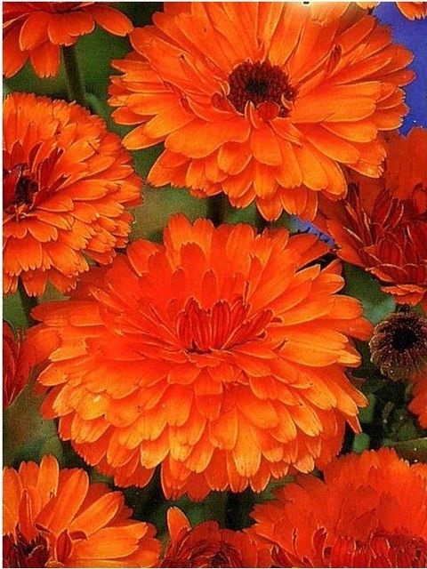 Превью изображения