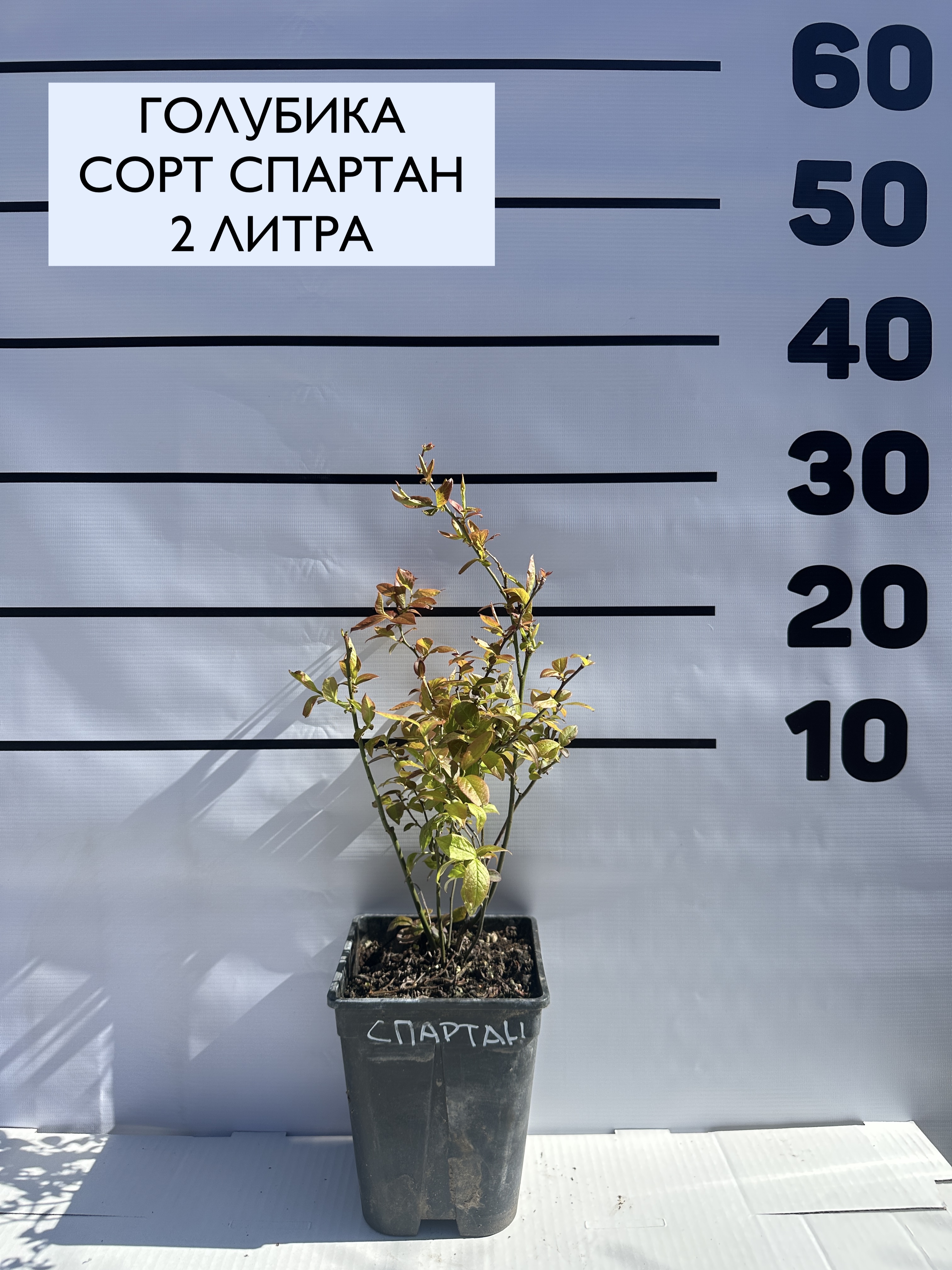 Превью изображения