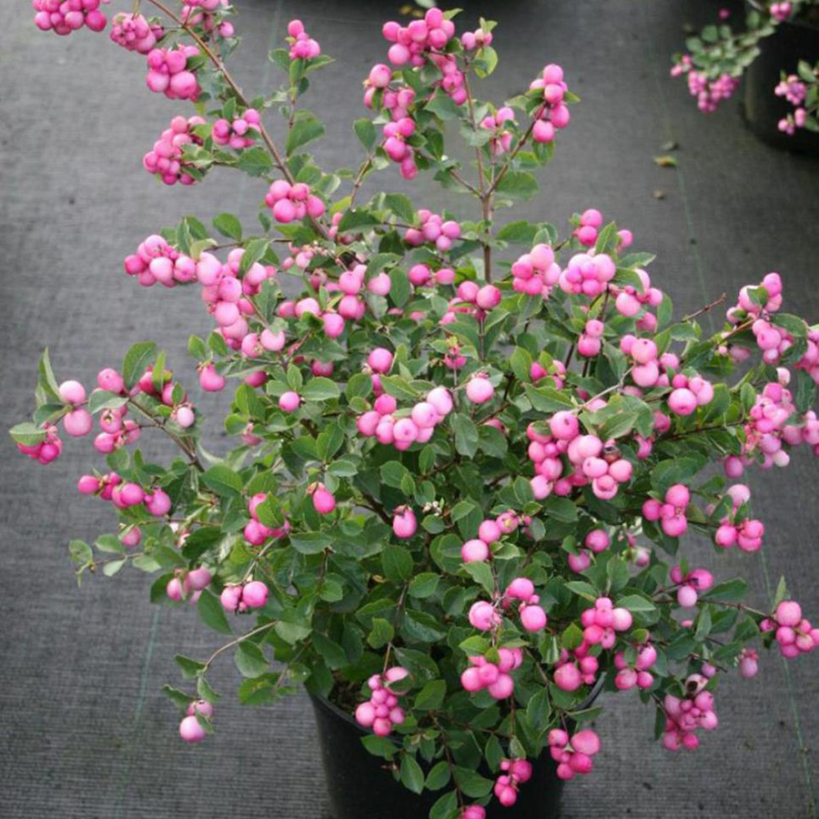 Превью изображения