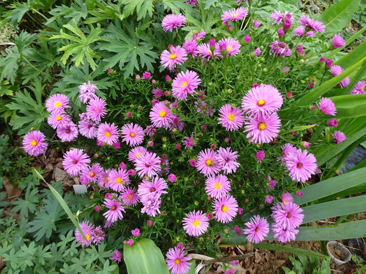 Превью изображения