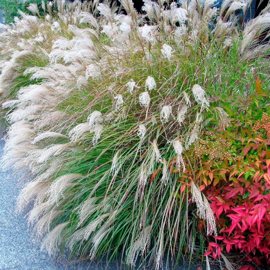 Превью изображения