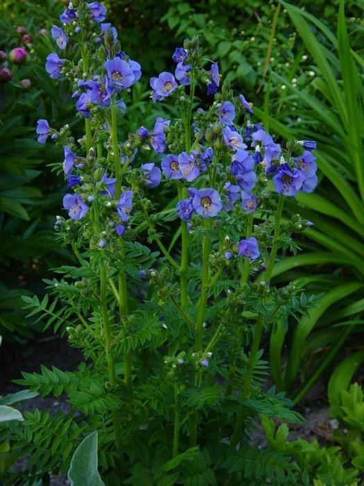 Превью изображения