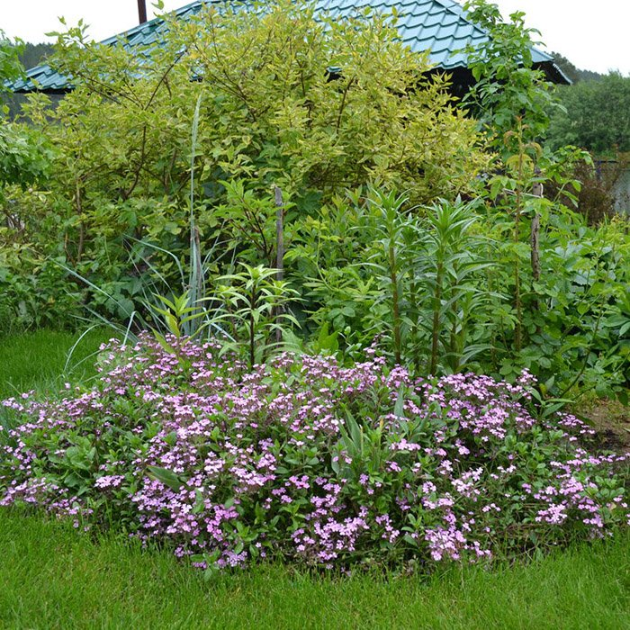 Превью изображения