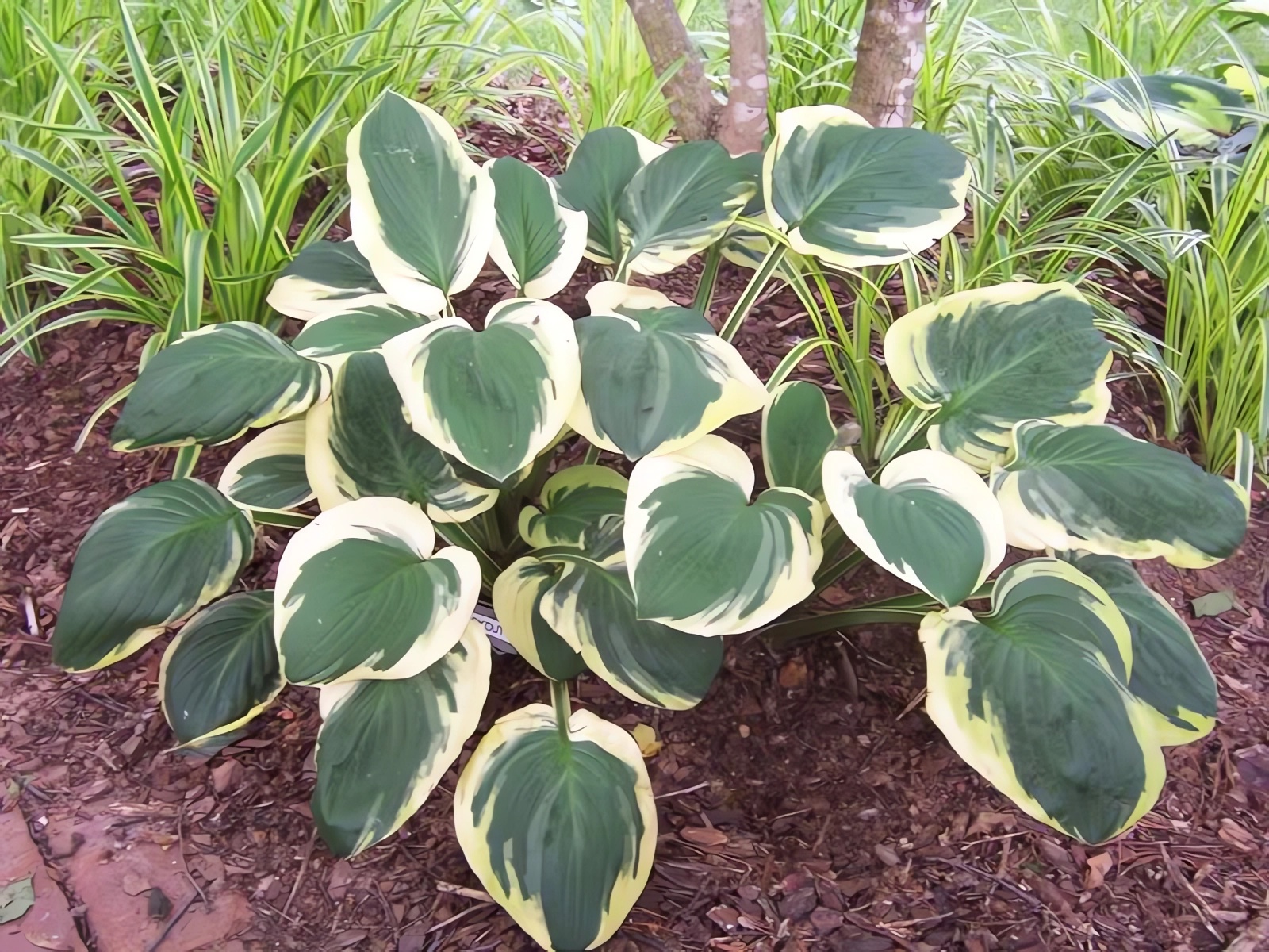 Превью изображения